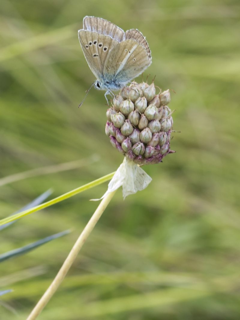 Polyommatus damon ?  S !